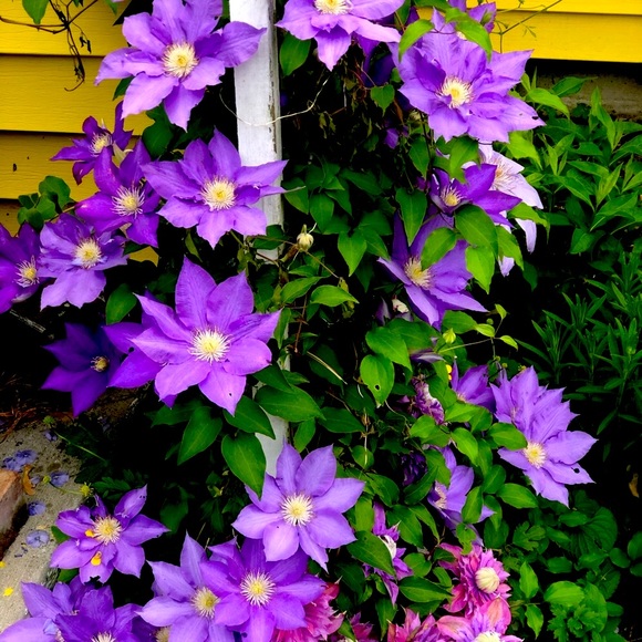 ✨🕺🏻✨ Meet your Posher, JM - Picture 11 of 11